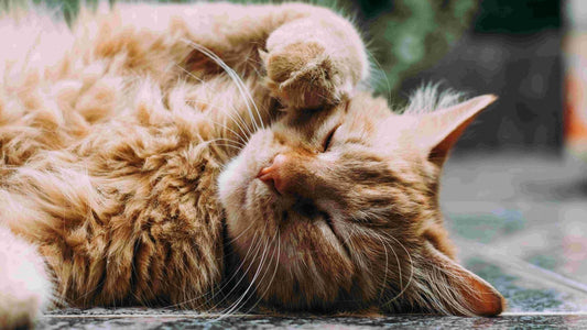 Sound healing benefits for animals - Mindful Store